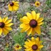 Black-eyed Susan